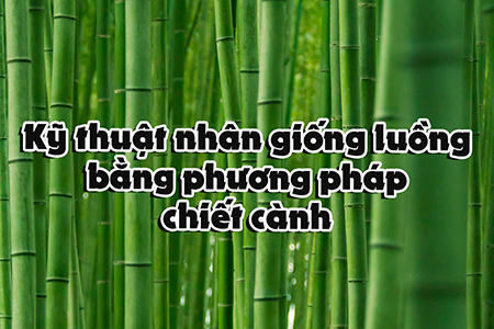 Kỹ thuật nhân giống luồng bằng phương pháp chiết cành